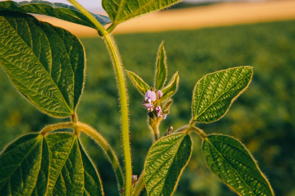 Соя на полях АгроТерры.jpg